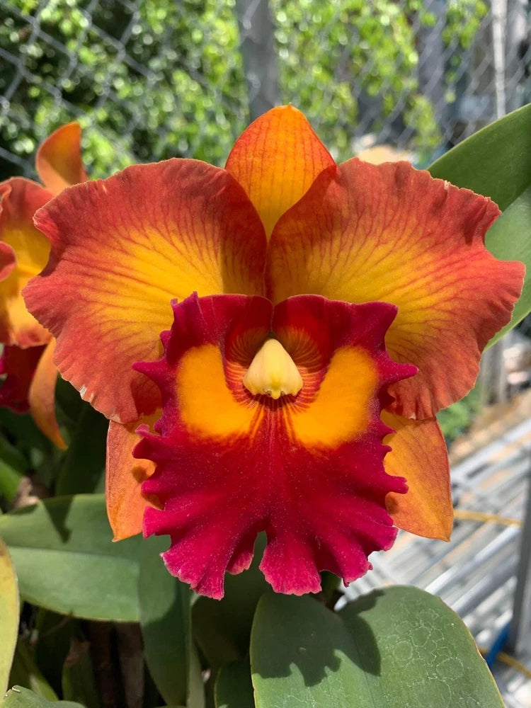 Live cattleya orchid plant with red-orange and yellow ruffled blooms and green leaves