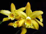 (684-1)  Blc.Golden Chieftain 'Akukii'    young plant Orchids
