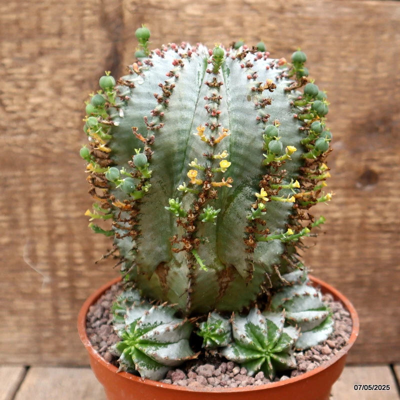 D3960 EUPHORBIA HORRIDA SNOWFLAKE pot14-H16-W14 cm MaMa Cactus Green Plant