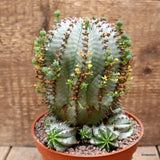 D3960 EUPHORBIA HORRIDA SNOWFLAKE pot14-H16-W14 cm MaMa Cactus Green Plant