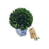 Preserved Natural Boxwood Plant in Ceramic Pot Table Centerpiece Green Plant