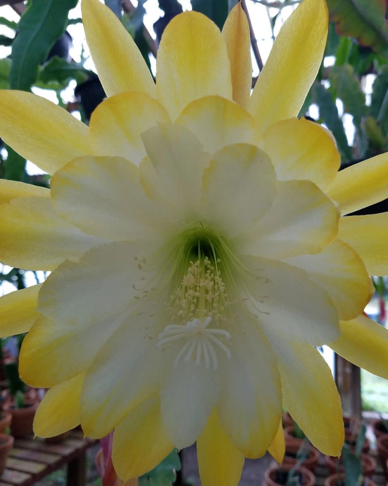 Yellow Epiphyllum orchid cactus flower with layered petals and central stamens