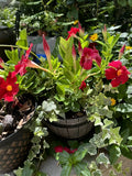 mandevilla plant Orchids
