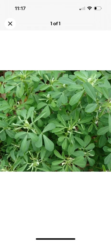 FENUGREEK SEEDS 1000+ for growing HERB garden INDIA  SPICE FREE SHIPPING Garden Plants