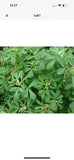 FENUGREEK SEEDS 1000+ for growing HERB garden INDIA  SPICE FREE SHIPPING Garden Plants