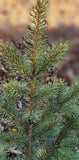 Real Evergreen Tree Cut Green Plant