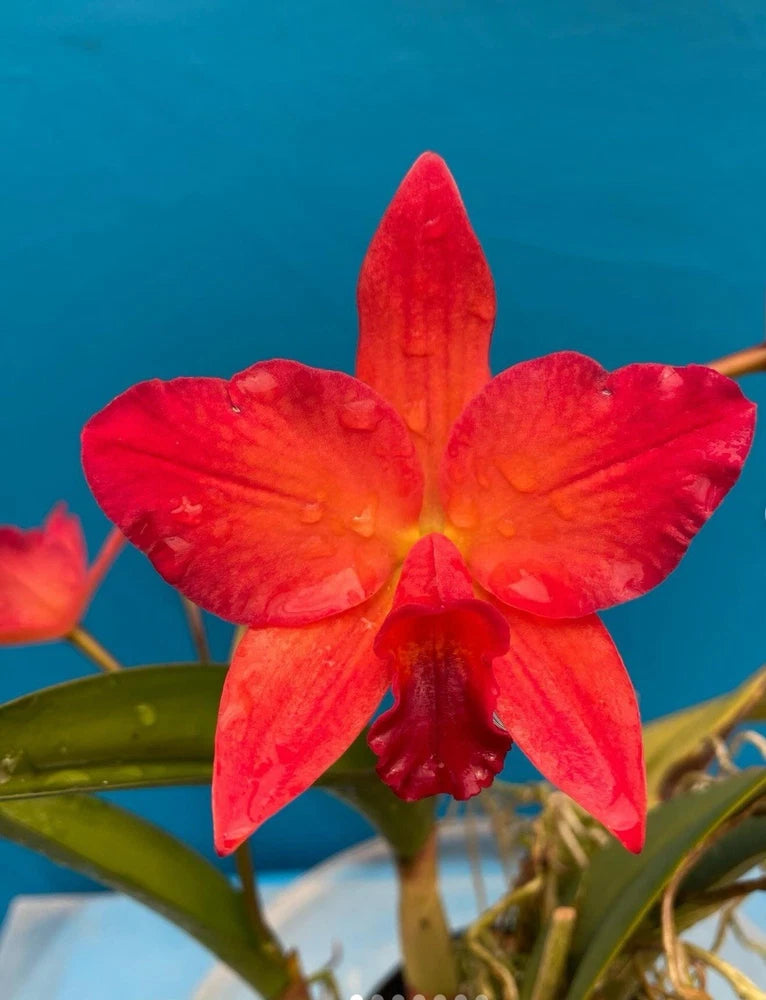 Red orchid flower with five pointed petals and ruffled edges