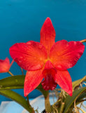 Cattleya Ctt. Miracle Of Mine ÔJoy In LifeÕ HCC/AOS Red BS Orchid Eros 4Ó Pot Orchids