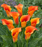 Flame Calla Lily Bulbs Ð Fiery Orange & Red Bicolor Blooms- Cut Flowers(3 Bulbs) Lily