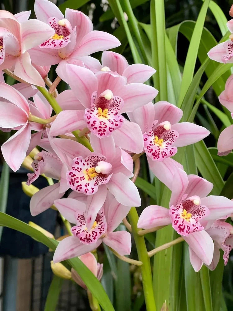 Pink cymbidium orchid with speckled white centers, green leaves on a potted plant