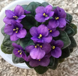 Live Violets Purple Plant Ð 3Ð5Ó Tall Ð 4Ó Pot Ð Perfect for Indoor Gardening Garden Plants