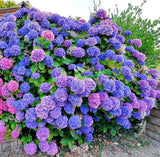 150+ Perennial Mixed Color Hydrangea Seeds for Planting- Non-GMO Heirloom Seeds Hydrangea
