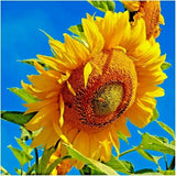 MAMMOTH RUSSIAN GREY STRIPE SUNFLOWER 70 SEEDS "Brooklyns Botanical Garden Club" Garden Plants