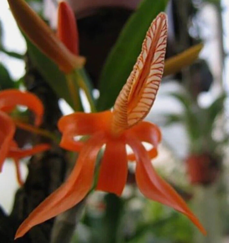 Fragrant orange orchid species with five narrow petals and curved lip