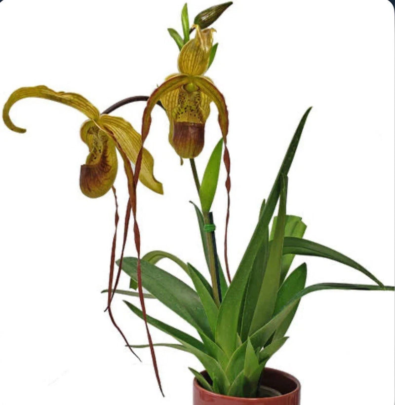Potted olive-green and red lady slipper orchid with long green leaves in brown pot
