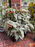 25+ White Angel Wing Begonia Seeds for Garden Planting - USA - FREE SHIPPING! Garden Plants