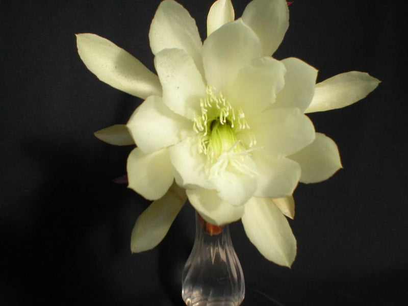 Young nun orchid cactus flower with pale yellow-white petals and dark pot
