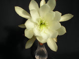 Epiphyllum, Orchid Cactus,  YOUNG NUN  , Don's Quart pots MAR/1 Orchids