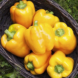 30+ GOLDEN CALI WONDER  PEPPER SEEDS NON-GMO FRESH FOR YOUR GARDEN Garden Plants