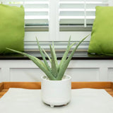 10 In. Artificial Artificial Aloe in 5 In. Artificial Barcode Footed Ceramic Pot Green Plant