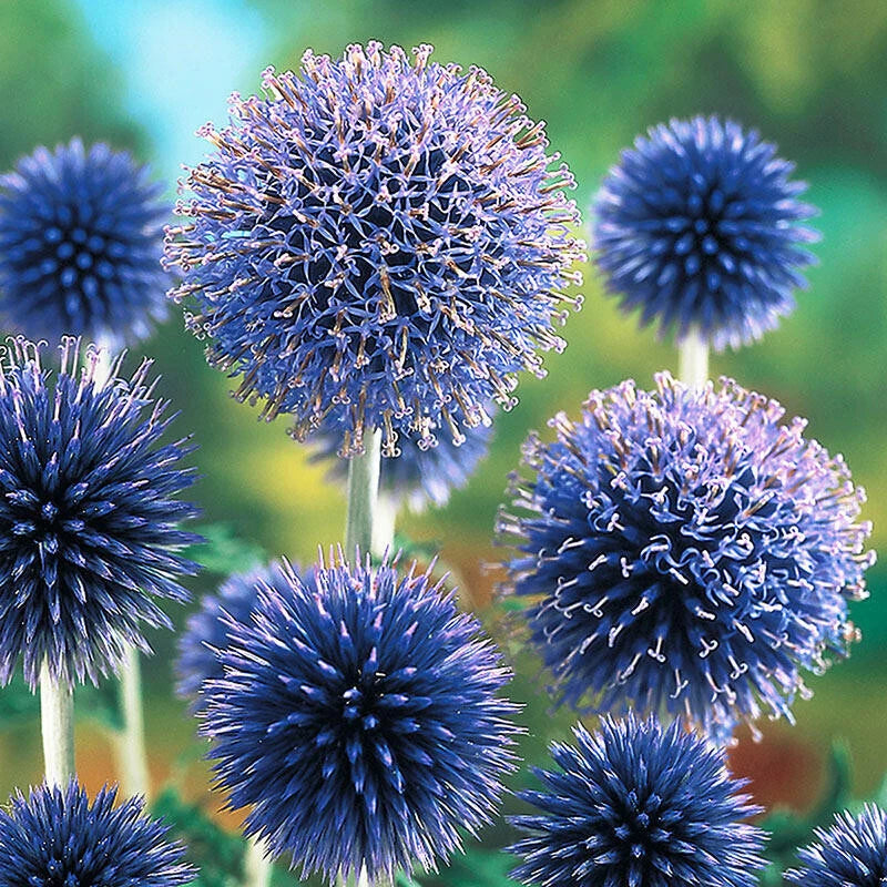 200+ Blue Globe Thistle Seeds for Garden Planting - USA - FREE SHIPPING! Garden Plants