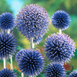 200+ Blue Globe Thistle Seeds for Garden Planting - USA - FREE SHIPPING! Garden Plants
