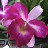 BLC MariÕs Glory ÒAveryÓ. Young Seedling Orchids
