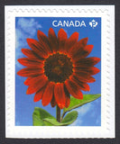 RED SUNFLOWER * Canada 2011 #2443 MNH Stamp from BOOKLET Sunflower