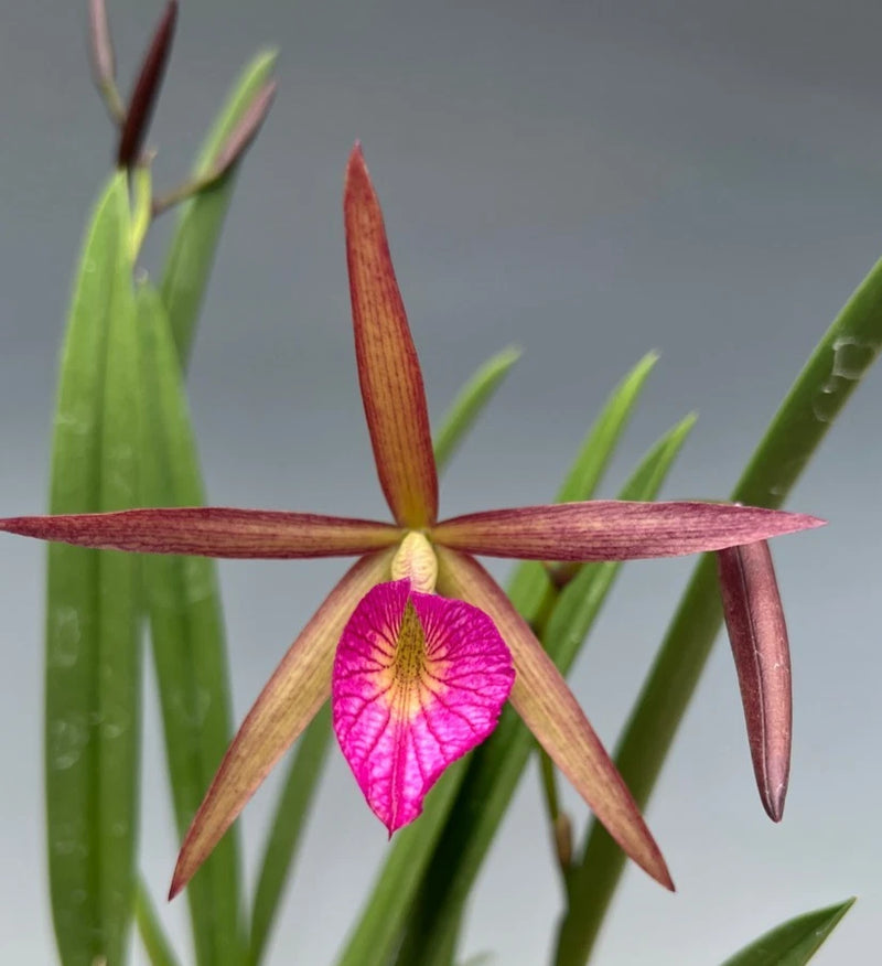Fragrant orchid bloom with magenta center lip and star-shaped petals, green leaves