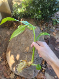 White Ginger Lily (Butterfly Ginger) - Live Perennial Flowering Garden Plant Garden Plants