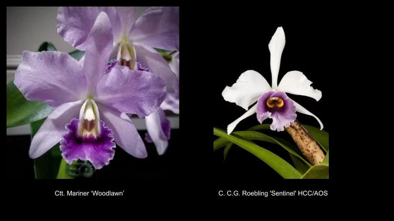 Ctt. Mariner 'Woodlawn' x C. C.G. Roebling 'Sentinel' HCC/AOS cattleya seedling Orchids