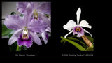 Ctt. Mariner 'Woodlawn' x C. C.G. Roebling 'Sentinel' HCC/AOS cattleya seedling Orchids