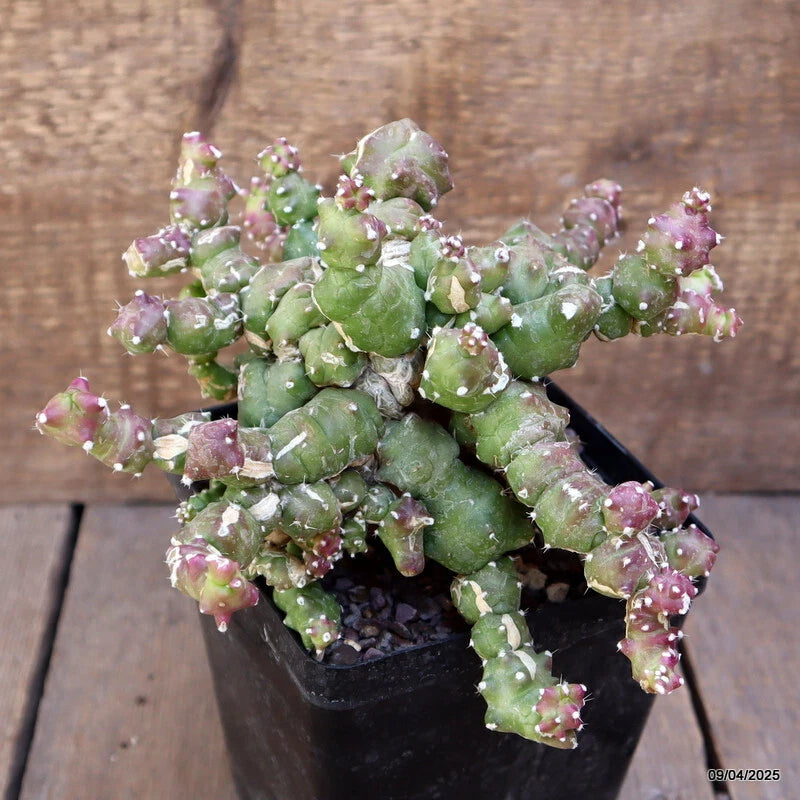 Grafted cactus plant with green clumps and pink buds in a black pot