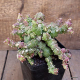 A9914 MAMMILLARIA BOCASANA MONSTER GRAFT pot12-H15-W21 cm MaMa Cactus Green Plant
