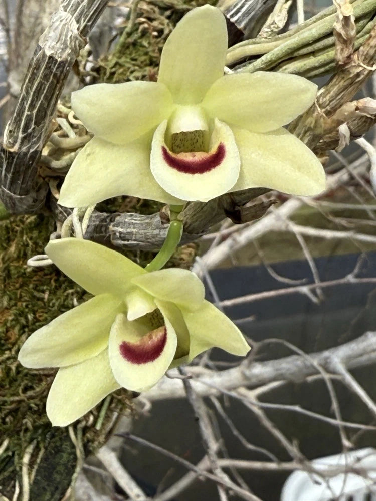 Pale green Dendrobium orchid flowers with white lip and red-purple centers, two blooms