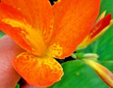 12 CANNA ORANGE PUNCH SEEDS Flowering Plants