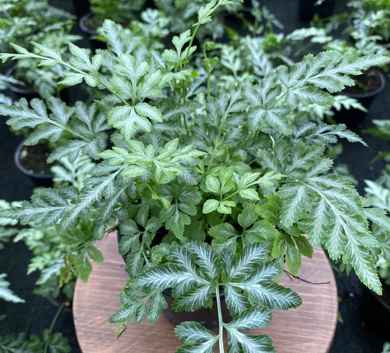 Lace fern live plant with feathery light-green fronds in a pot