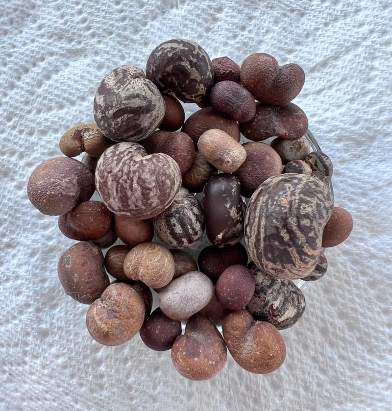 Baobab Seed Variety Pack Flowering Plants