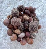 Baobab Seed Variety Pack Flowering Plants