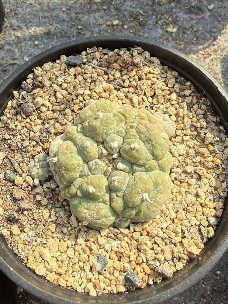 LF cactus Succulent Plant beautiful Home Garden Plant selfroots WYSIWYG Garden Plants