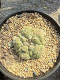 LF cactus Succulent Plant beautiful Home Garden Plant selfroots WYSIWYG Garden Plants