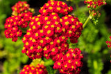 600 RED YARROW Achillea Millefolium Rubra Flower Seeds Flowering Plants