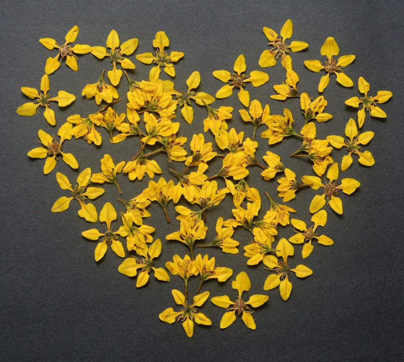 Yellow Pressed Flowers 2 Types Natural Dried Resin Craft Floral Art DIY Dried Flower