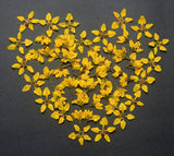 Yellow Pressed Flowers 2 Types Natural Dried Resin Craft Floral Art DIY Dried Flower