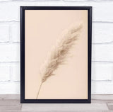 Pampas Grass Begie 14 Dried Botanical Studio Wall Art Print Pampas Grass