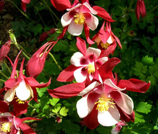 COLUMBINE CRIMSON STAR Aquilegia Caerulea - 300 Bulk Seeds Garden Plants