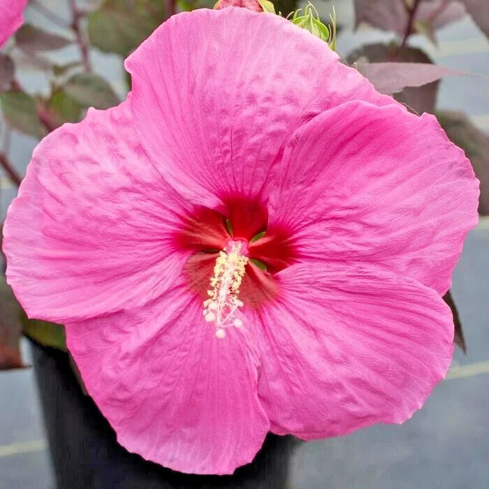 25 HEAD OVER HEELS PASSION HIBISCUS SEEDS - Hibiscus syriacus Garden Plants