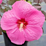 25 HEAD OVER HEELS PASSION HIBISCUS SEEDS - Hibiscus syriacus Garden Plants