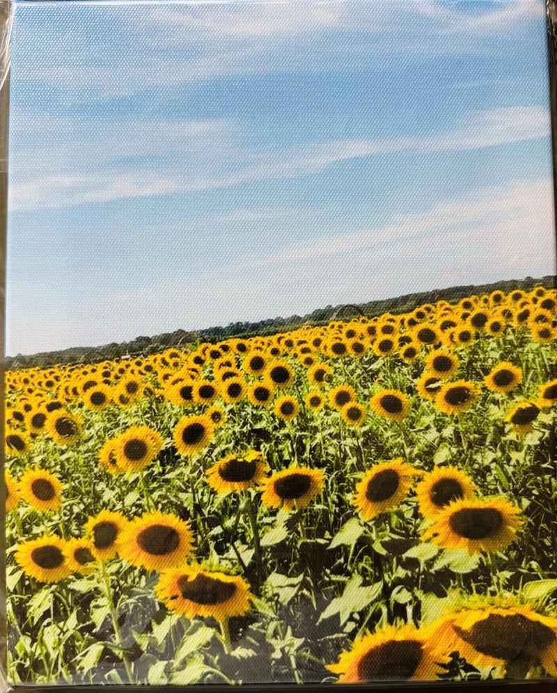 Sunflowers Canvas Photography Sunflower