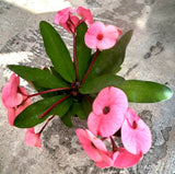 Euphorbia Milii 'Crown of Thorns' Pink, Comes in a 3.5" Pot Green Plant